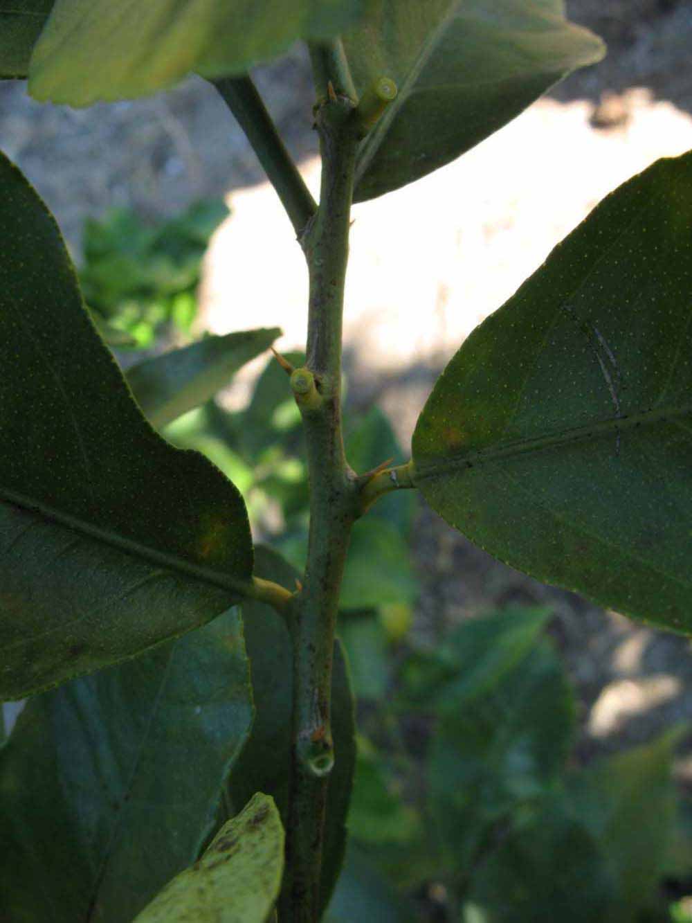            First year twig (Bearss, Winter Haven, FL)   